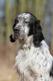 SETTER ANGLAIS 044